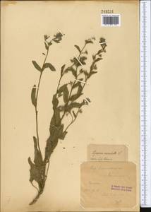 Lycopsis arvensis subsp. orientalis (L.) Kusn., Middle Asia, Western Tian Shan & Karatau (M3) (Uzbekistan)