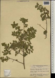 Phillyrea latifolia L., South Asia, South Asia (Asia outside ex-Soviet states and Mongolia) (ASIA) (Turkey)