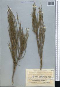 Ephedra equisetina Bunge, Middle Asia, Northern & Central Tian Shan (M4) (Kyrgyzstan)