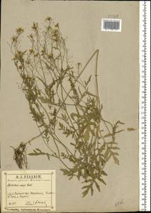 Rorippa × anceps (Wahlenb.) Rchb., Eastern Europe, Central region (E4) (Russia)