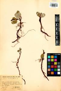 Salix reticulata L., Siberia, Baikal & Transbaikal region (S4) (Russia)
