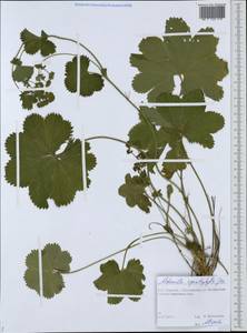 Alchemilla cymatophylla Juz., Eastern Europe, Northern region (E1) (Russia)