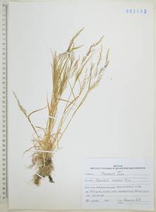 Agrostis clavata Trin., Siberia, Russian Far East (S6) (Russia)
