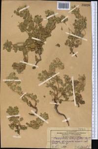 Dracocephalum heterophyllum Benth., Middle Asia, Pamir & Pamiro-Alai (M2) (Tajikistan)