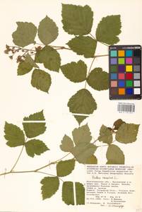 Rubus caesius L., Eastern Europe, Lower Volga region (E9) (Russia)