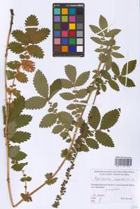Agrimonia eupatoria L., Eastern Europe, North-Western region (E2) (Russia)