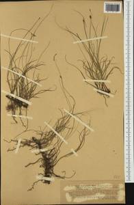 Carex divisa Huds., Western Europe (EUR) (Italy)