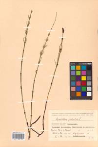 Equisetum palustre L., Siberia, Chukotka & Kamchatka (S7) (Russia)
