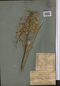 Eremurus olgae Regel, Middle Asia, Pamir & Pamiro-Alai (M2) (Tajikistan)