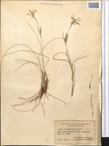 Iris longiscapa Ledeb., Middle Asia, Syr-Darian deserts & Kyzylkum (M7) (Uzbekistan)