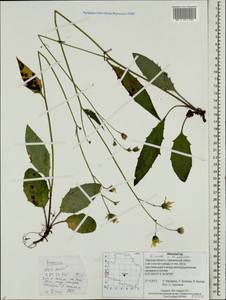 Hieracium lachenalii subsp. deductum (Sudre) Greuter, Eastern Europe, North-Western region (E2) (Russia)