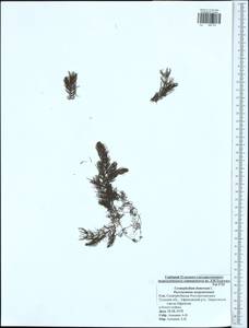 Ceratophyllum demersum L., Eastern Europe, Central region (E4) (Russia)