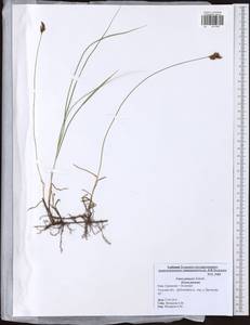 Carex praecox Schreb., Eastern Europe, Central region (E4) (Russia)