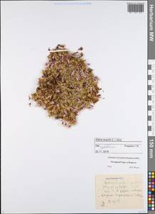 Silene acaulis (L.) Jacq., Eastern Europe, Northern region (E1) (Russia)