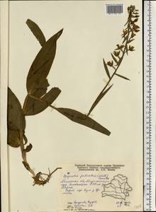 Epipactis palustris (L.) Crantz, Eastern Europe, Belarus (E3a) (Belarus)