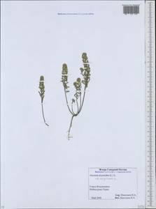 Alyssum alyssoides (L.) L., Caucasus, North Ossetia, Ingushetia & Chechnya (K1c) (Russia)