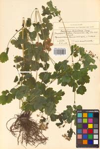 Thalictrum baicalense Turcz. ex Ledeb., Siberia, Russian Far East (S6) (Russia)