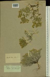 Odontarrhena tortuosa (Waldst. & Kit. ex Willd.) C.A.Mey., Eastern Europe, South Ukrainian region (E12) (Ukraine)