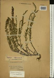 Hyssopus officinalis L., Eastern Europe, Lower Volga region (E9) (Russia)
