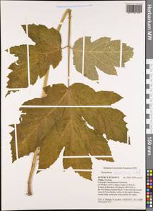 Heracleum dissectum Ledeb., South Asia, South Asia (Asia outside ex-Soviet states and Mongolia) (ASIA) (China)