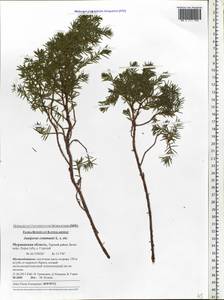 Juniperus communis L., Eastern Europe, Northern region (E1) (Russia)