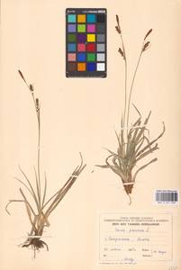 Carex panicea L., Eastern Europe, Estonia (E2c) (Estonia)