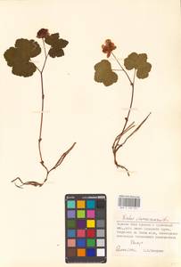 Rubus chamaemorus L., Eastern Europe, Northern region (E1) (Russia)