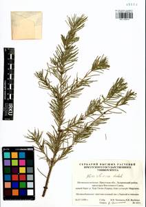 Abies sibirica Ledeb., Siberia, Baikal & Transbaikal region (S4) (Russia)