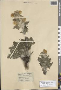 Phlomoides speciosa (Rupr.) Adylov, Kamelin & Makhm., Middle Asia, Pamir & Pamiro-Alai (M2) (Tajikistan)
