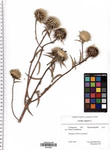 Carlina vulgaris L., Eastern Europe, Middle Volga region (E8) (Russia)