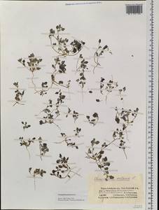 Chenopodium pamiricum Iljin, Siberia, Altai & Sayany Mountains (S2) (Russia)