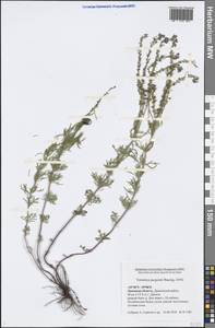 Veronica austriaca subsp. jacquinii (Baumg.) Watzl, Eastern Europe, Central forest-and-steppe region (E6) (Russia)