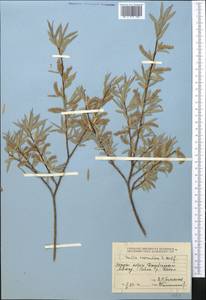 Salix capusii Franch., Middle Asia, Dzungarian Alatau & Tarbagatai (M5) (Kazakhstan)