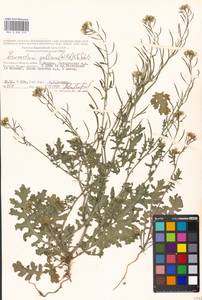 Erucastrum gallicum (Willd.) O. E. Schulz, Eastern Europe, Moscow region (E4a) (Russia)