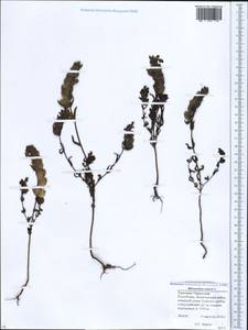 Rhinanthus minor L., Caucasus, Stavropol Krai, Karachay-Cherkessia & Kabardino-Balkaria (K1b) (Russia)
