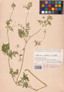 Anthriscus cerefolium (L.) Hoffm., Eastern Europe, Lower Volga region (E9) (Russia)