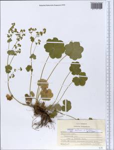 Alchemilla ventiana V. N. Tikhom., Eastern Europe, Middle Volga region (E8) (Russia)