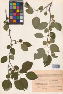 Prunus, Eastern Europe, Western region (E3) (Russia)