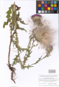 Cirsium vulgare (Savi) Ten., Eastern Europe, Moscow region (E4a) (Russia)