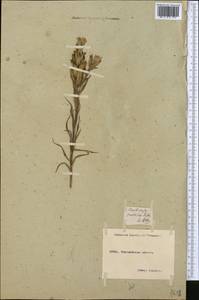 Castilleja pallida, Middle Asia, Northern & Central Kazakhstan (M10) (Kazakhstan)