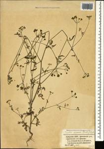 Torilis arvensis (Huds.) Link, Caucasus, Georgia (K4) (Georgia)