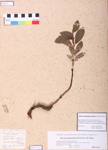Salix pseudopentandra (Flod.) Flod., Siberia, Altai & Sayany Mountains (S2) (Russia)
