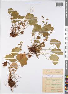 Alchemilla tubulosa Juz., Eastern Europe, Eastern region (E10) (Russia)