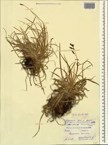 Carex tristis M.Bieb., Caucasus, North Ossetia, Ingushetia & Chechnya (K1c) (Russia)