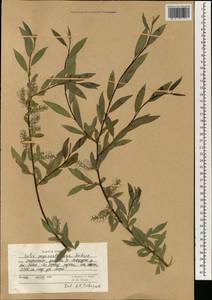 Salix pycnostachya Anderss., South Asia, South Asia (Asia outside ex-Soviet states and Mongolia) (ASIA) (Afghanistan)