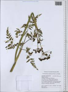 Conioselinum tataricum Hoffm., South Asia, South Asia (Asia outside ex-Soviet states and Mongolia) (ASIA) (China)
