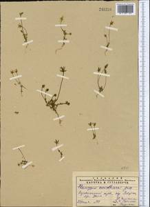 Lomatogonium carinthiacum (Wulfen) Reichenb., Middle Asia, Pamir & Pamiro-Alai (M2) (Tajikistan)