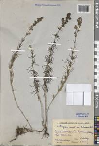 Galium verum subsp. verum, Eastern Europe, Lower Volga region (E9) (Russia)