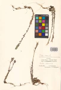 Draba incana L., Eastern Europe, Estonia (E2c) (Estonia)
