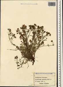 Cynanchica biebersteinii (V.I.Krecz.) P.Caputo & Del Guacchio, Caucasus, Stavropol Krai, Karachay-Cherkessia & Kabardino-Balkaria (K1b) (Russia)